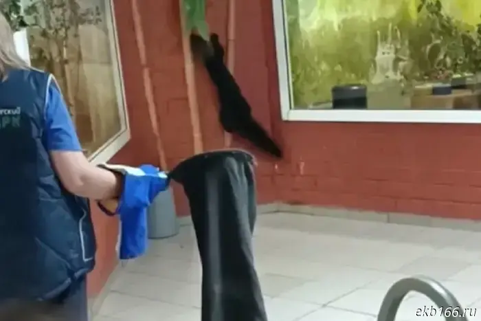 A predator escaped from the Yekaterinburg Zoo.