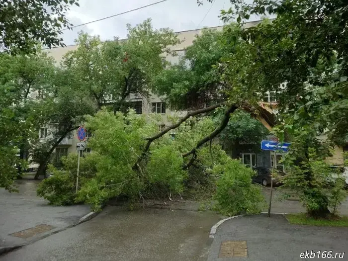 A fallen tree blocked the passage on Mamina-Sibiryaka Street.