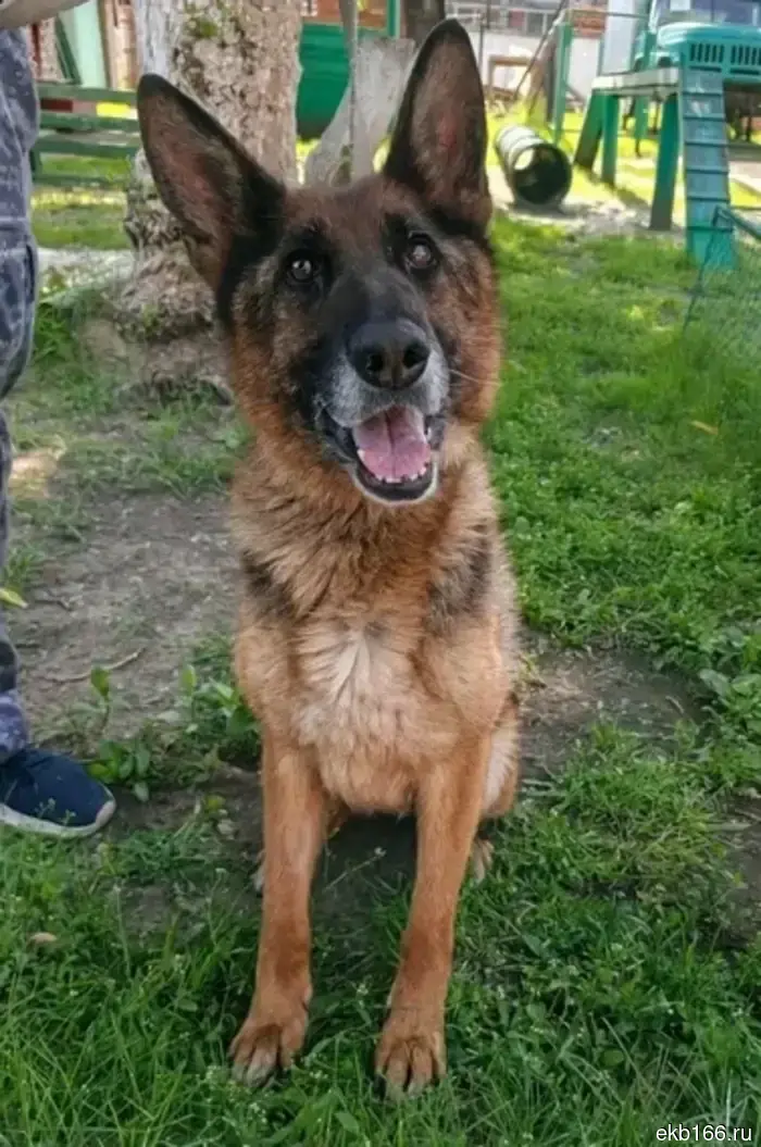 In Yekaterinburg, IK-10 is handing over five retired service dogs to responsible owners. PHOTO