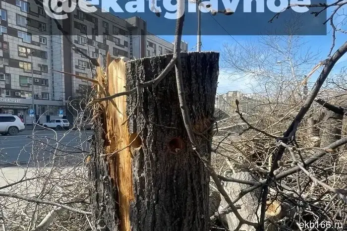 Unknown individuals destroyed the linden trees on Malysheva.