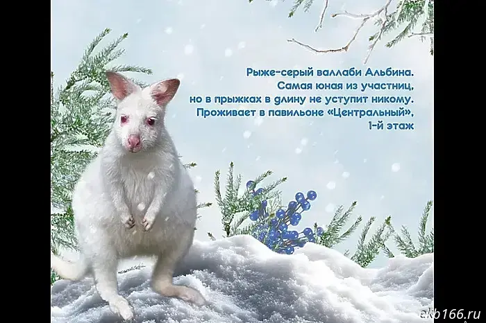 A "zoo Snow Maiden" was chosen at the Yekaterinburg Zoo.