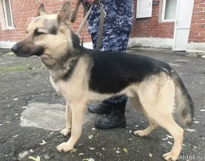 In Yekaterinburg, IK-10 is handing over five retired service dogs to responsible owners. PHOTO