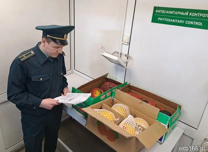 "Summer all year round." The first batch of watermelons and melons from China has arrived in Yekaterinburg (PHOTO)