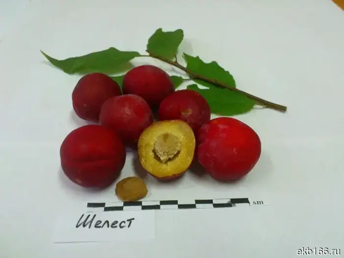 "Optimal for our climate." Ural scientists have created a plum variety "Shelest."