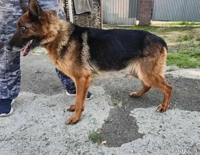 In Yekaterinburg, IK-10 is handing over five retired service dogs to responsible owners. PHOTO