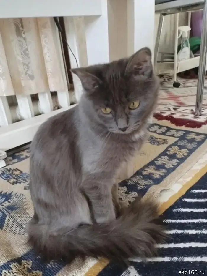 All of Nikolai Kolyada's cats have found a new home.