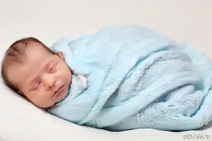 Из Екатеринбурга были выведены 12 кошек и собак.