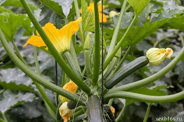 The farmer announced the existence of a "zucchini mafia" in the Sverdlovsk region.