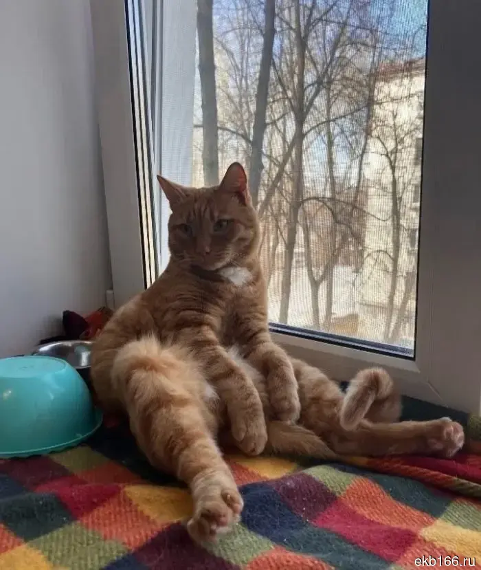 All of Nikolai Kolyada's cats have found a new home.