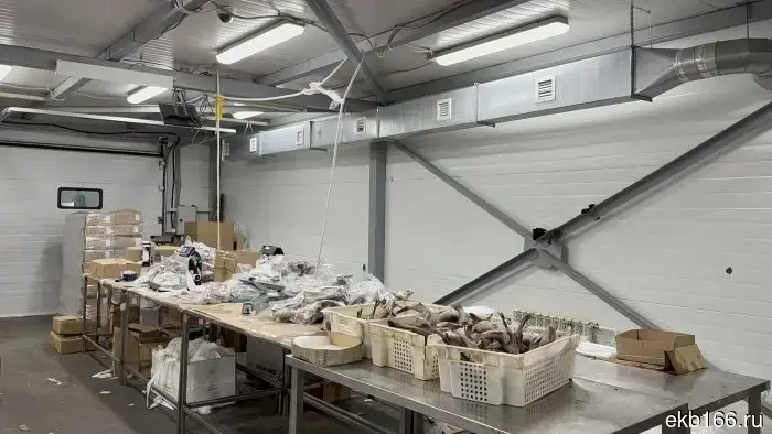 Yekaterinburg police detained 42 migrants who were working illegally in fish processing plants - photo