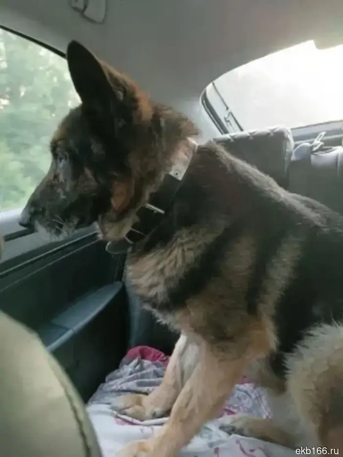 All 5 retired shepherd dogs from the UFSIN in Yekaterinburg have found new owners.