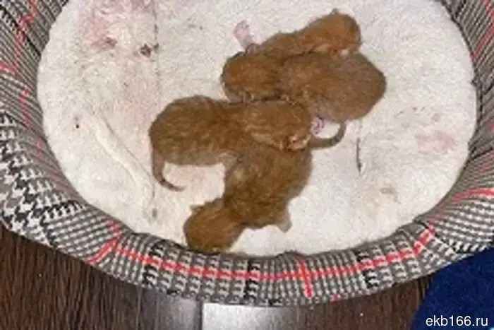 Судьба кошек Николая Коляды стала известна.