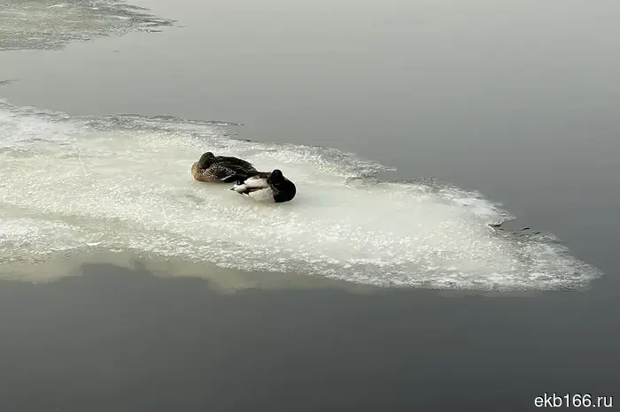 The dendropark is closing in Yekaterinburg.