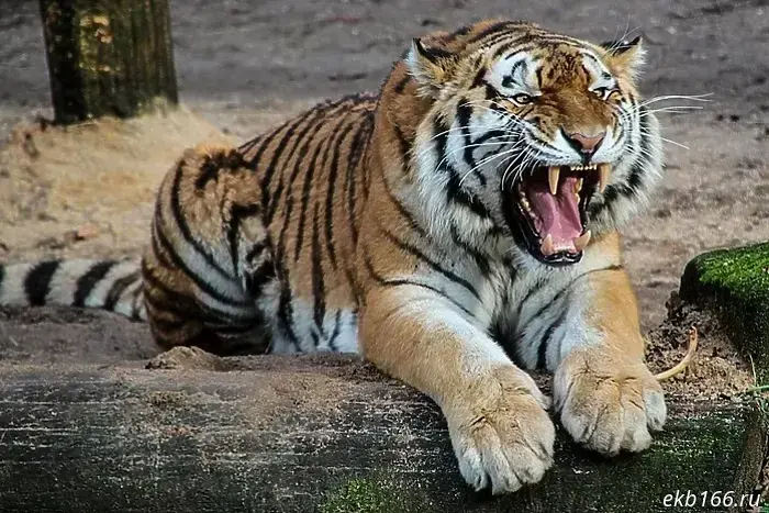 A new enclosure will be built at the Yekaterinburg Zoo.