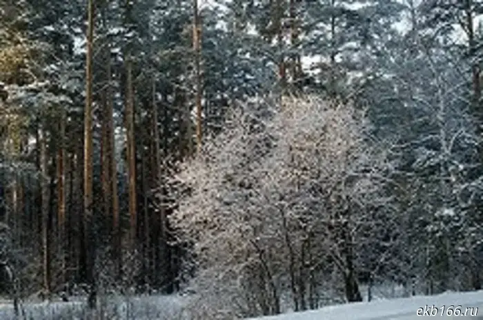 ГУ МВД: Обнаруженное в лесу под Ивделем тело без головы принадлежит мужчине.