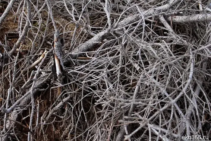 В Харитоновском парке ветка чуть не рухнула на женщину, которая гуляла с собакой.
