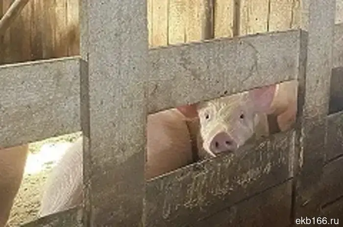 In Revda, where pigs roamed the streets for years, severed pig heads were found.