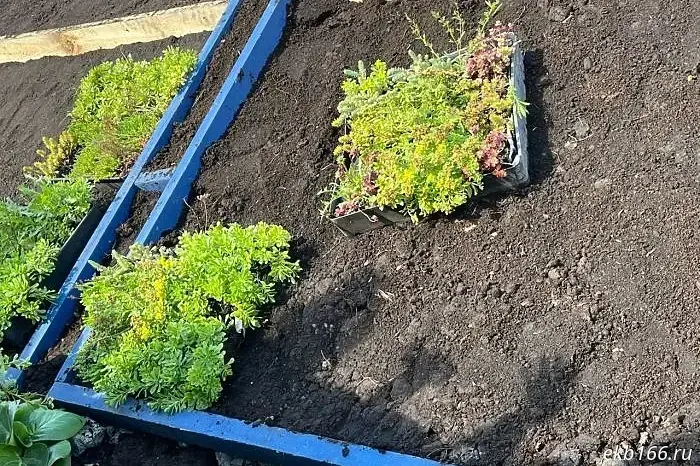 In Yekaterinburg, an unknown person is selling plants from the grounds of a residential complex.