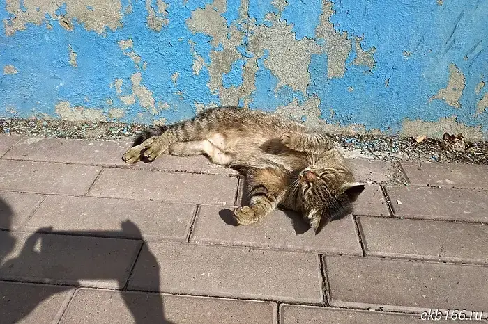 In the Urals, a pensioner let 12 street cats into her apartment "to eat and rest."
