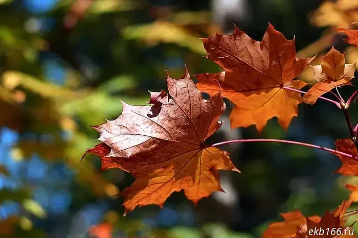 A warm spell is coming to Sverdlovsk Oblast.