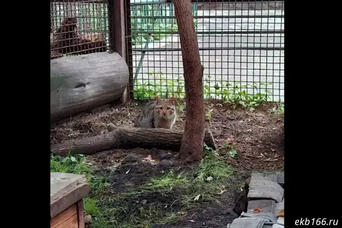 A forest cat was gifted to the Yekaterinburg Zoo.
