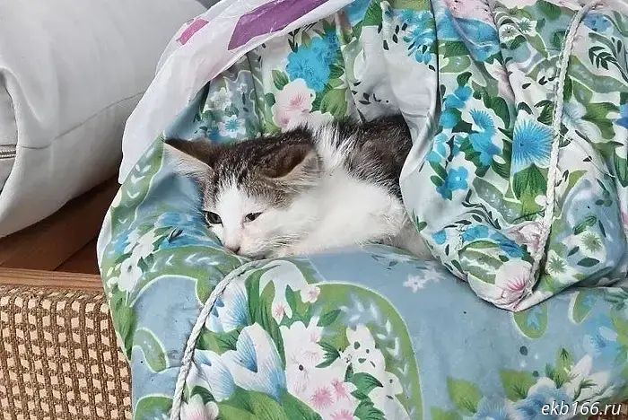 Котенка оставили в мусорном ведре на Сортировке.