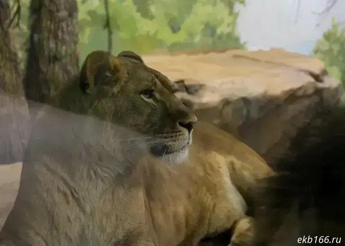 "To winter quarters." The lions at the Yekaterinburg Zoo have had their enclosure redesigned for the winter.