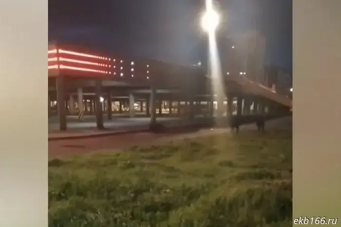 Ekatеринburg residents filmed wild boars near Tagan Square
