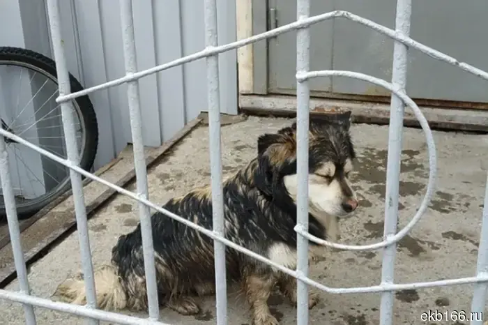 СМИ: В Екатеринбурге гипермаркет на ЖБИ планирует уничтожить бездомную собаку.