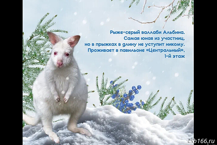 Екатеринбургский зоопарк обращается за помощью в выборе Снегурочки (ФОТО)