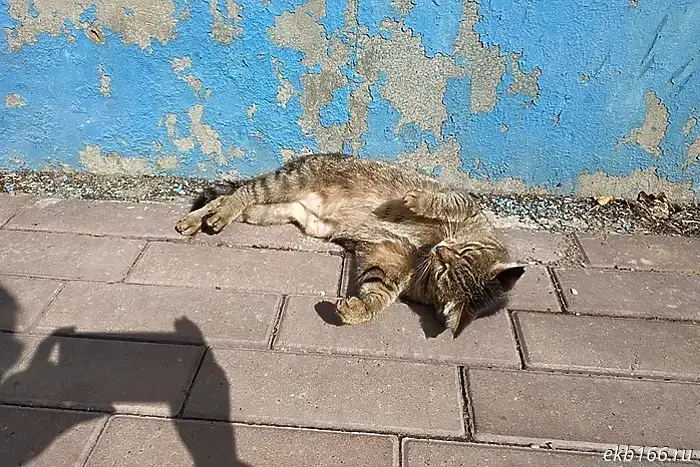 A pet cat contracted rabies in the Urals.