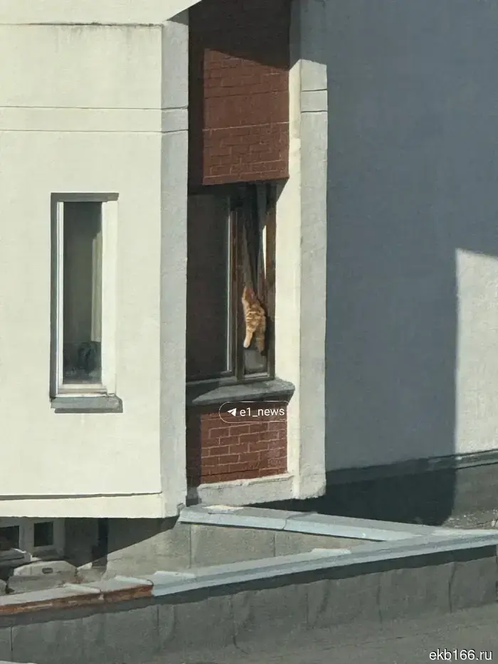 A Maine Coon died in Yekaterinburg after getting stuck in a window frame.