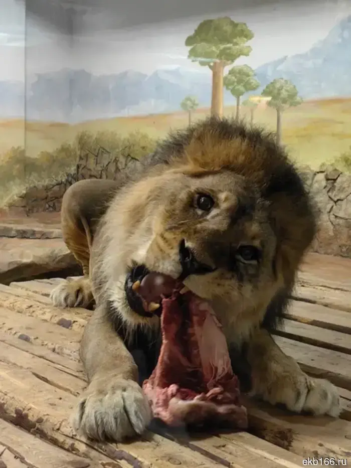 The Yekaterinburg Zoo told how the lion Ernie ended up there.