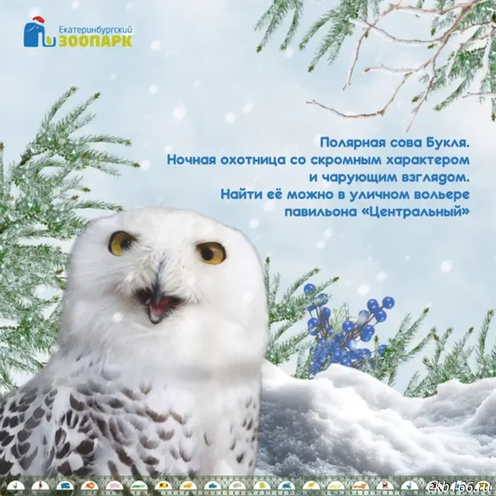 Yekaterinburg Zoo asks for help choosing a Snow Maiden (PHOTO)