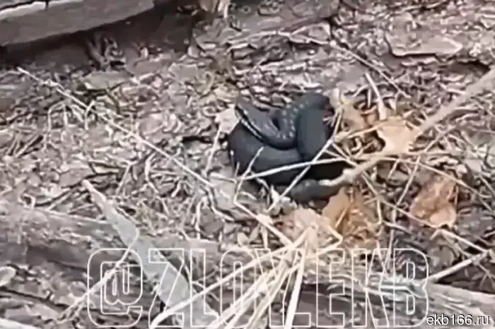 Жители Свердловской области заметили змей на своих дачных участках.