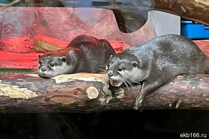 Otters from Yekaterinburg: Spain will win the 2026 World Cup