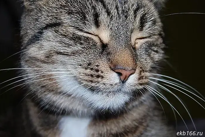 In Bali, a pet cat saved its owners from Yekaterinburg by fighting off a venomous snake.