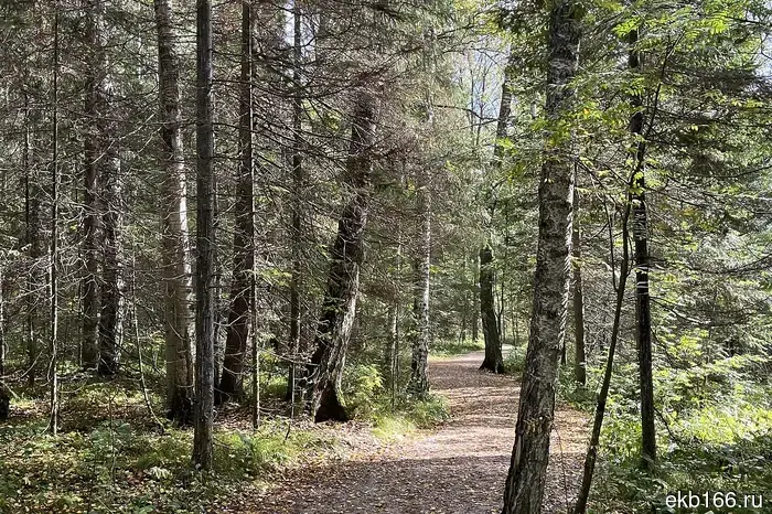 Starting today, new rules for visiting the forest have come into effect in the Sverdlovsk region.