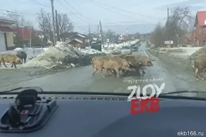 In Revda, where pigs roamed the streets for years, severed pig heads were found.