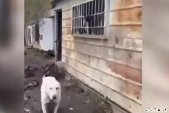 A kennel with appalling conditions was discovered near Nizhny Tagil.