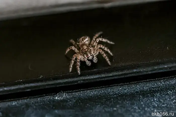A resident of Sverdlovsk nearly died after being bitten by a spider on the balcony.