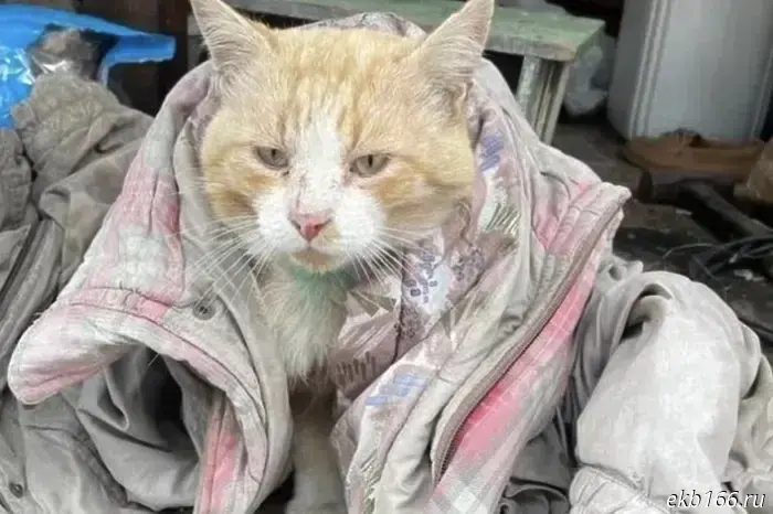 In Yekaterinburg, a stray cat is being sold for 700,000 rubles.