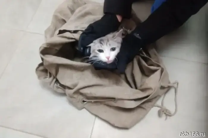 В Екатеринбурге общество защиты животных rescued кота, который провел два дня на дереве.