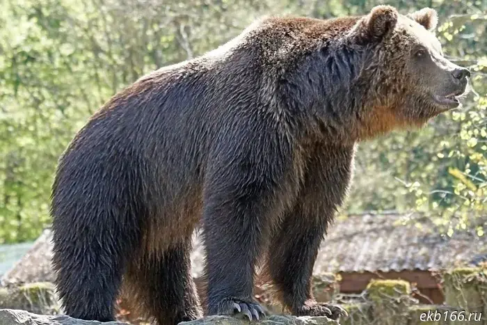 In a village in Sverdlovsk Oblast, a bear attacked a motorcyclist and mauled his dog to death.