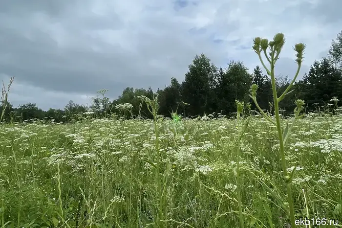 Перечислены растения, которые больше нельзя культивировать в Свердловской области.