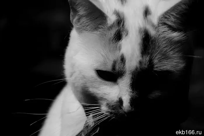 In Berezovsky, a domestic cat was taken away from the children due to abuse.