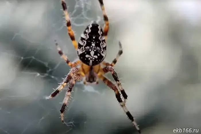 A venomous spider was spotted in Yekaterinburg.