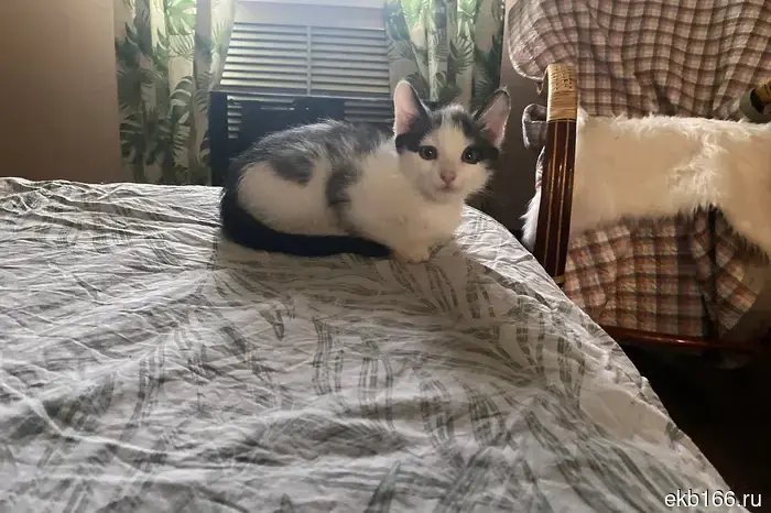 Судьба кошек Николая Коляды стала известна.