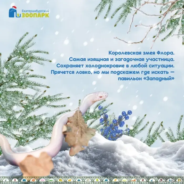 Yekaterinburg Zoo asks for help choosing a Snow Maiden (PHOTO)