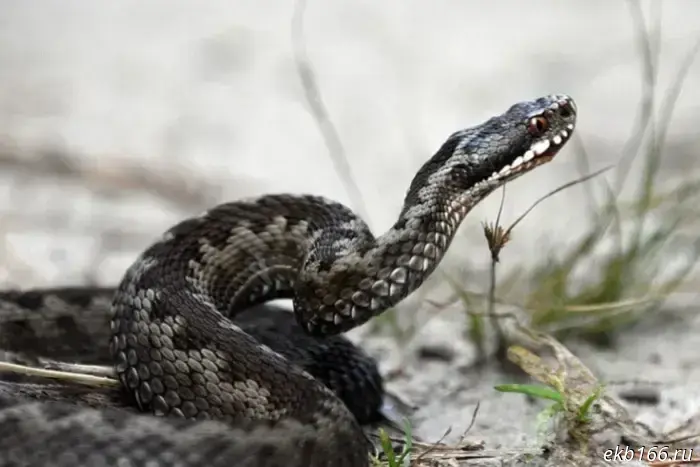 An especially dangerous snake masquerading as a common grass snake was found in Sverdlovsk Oblast.